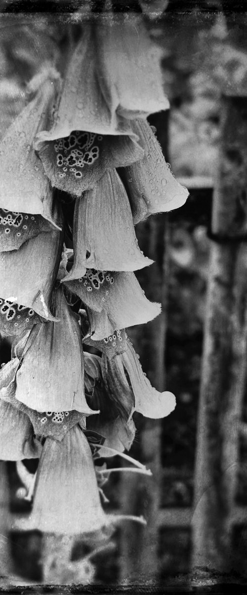 Foxgloves 28th May 2024 by Anna Bush