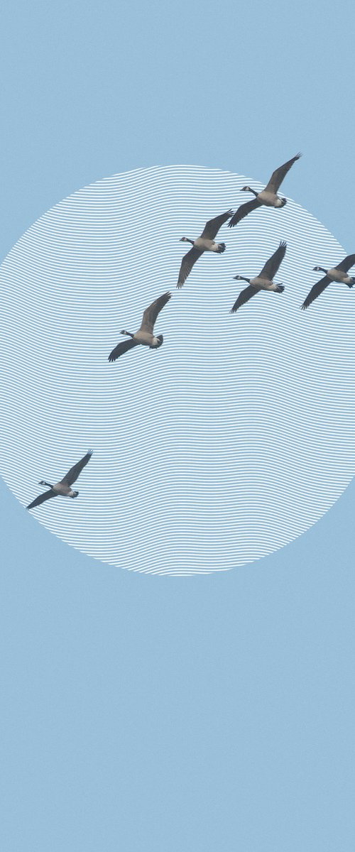 Migration by Journey Gong
