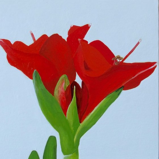 Red Amaryllis