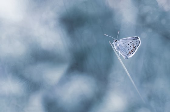 Stunning Silver Studded Blue