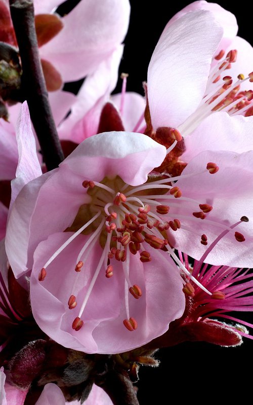 Spring Blossoms by Nadia Culph