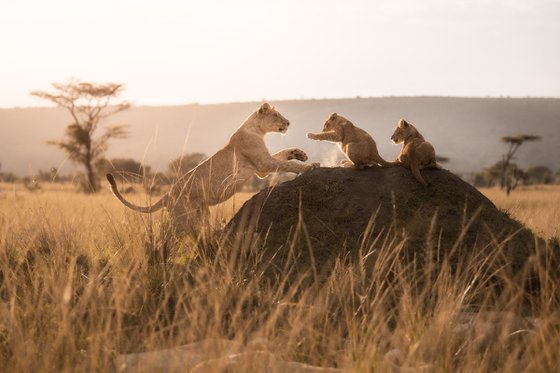 Kindred Spirit | Lion and Cubs