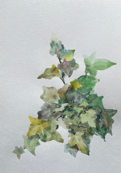 Garden ivy. Original watercolour painting. 2020 by Elena Klyan