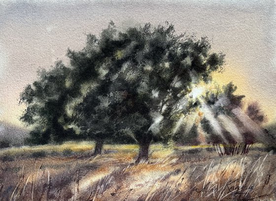 Evening sunlight