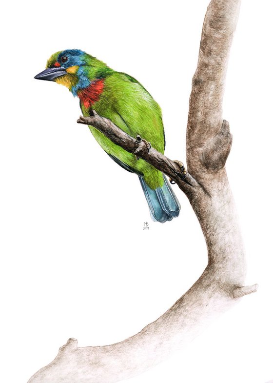 Original pastel drawing bird "Black-browed Barbet"