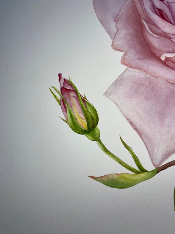 Pink Royal Rose
