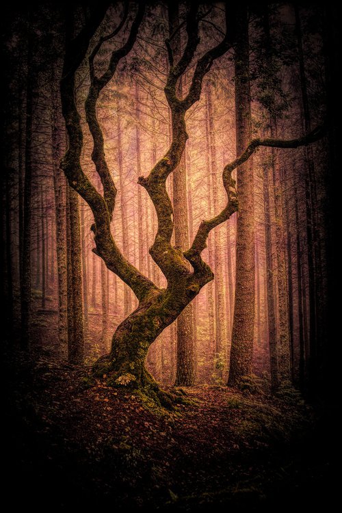 Knarled Tree by Martin  Fry