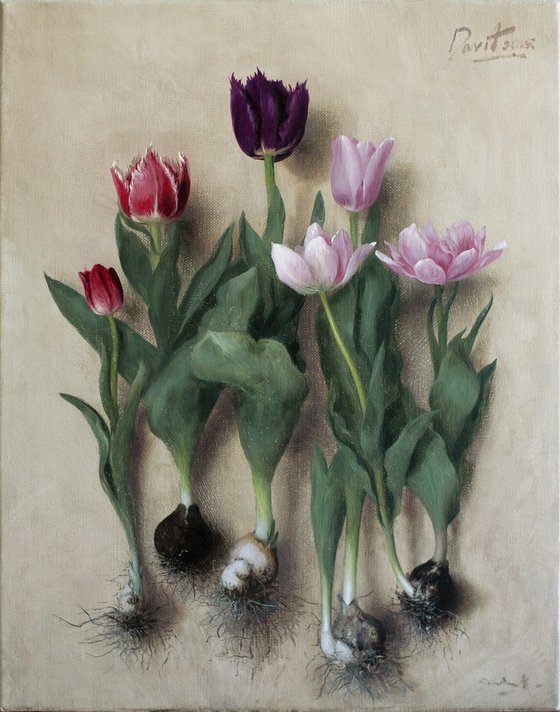 Tulip bulbs 02