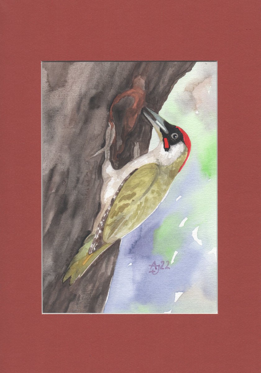 Wild nature - woodpecker by Jolanta Czarnecka