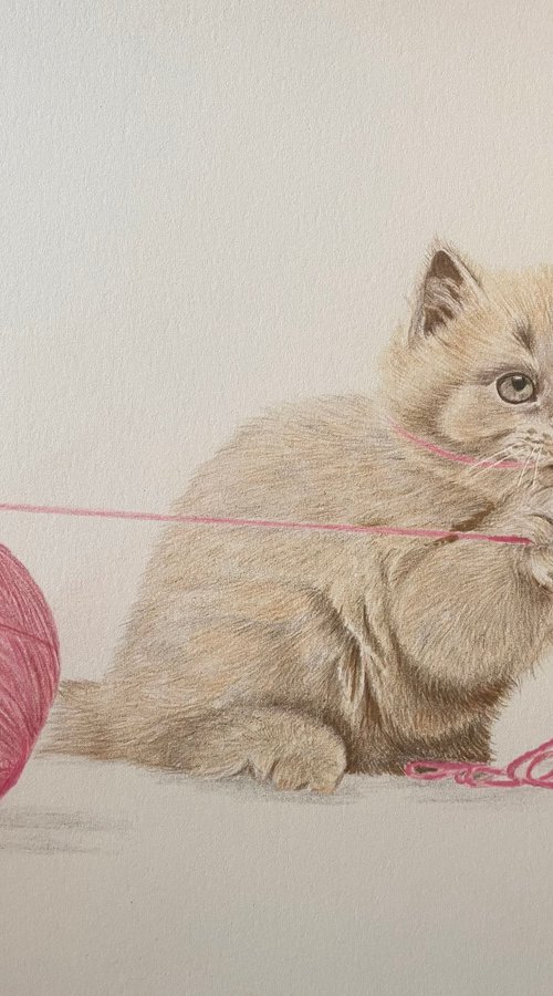 Kitten and wool by Maxine Taylor