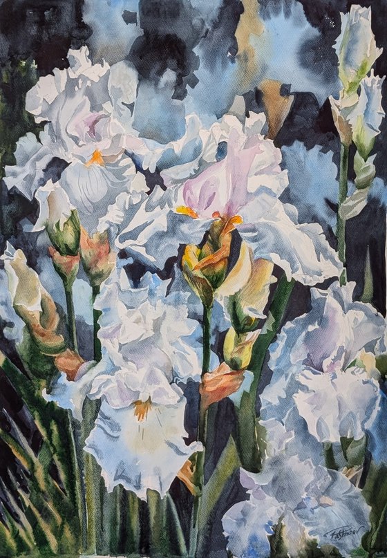 WHITE IRISES #6