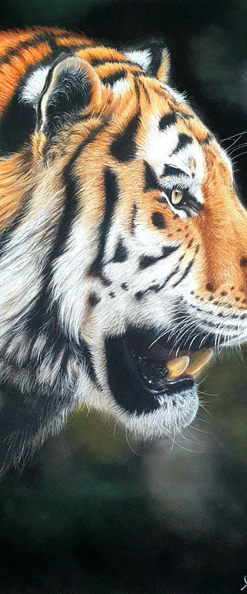 Tiger portrait by Silvia Frei