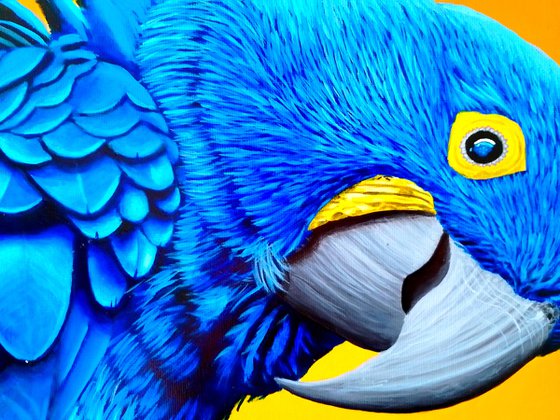 Blue parrot