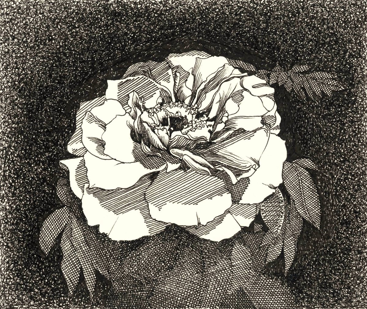 Photorealistic Botanical Ink Drawing By Nives Palmic, 10 X 8", White Flower, Original Artwork