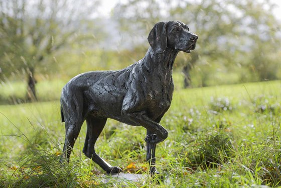 Pointing Weimaraner BR