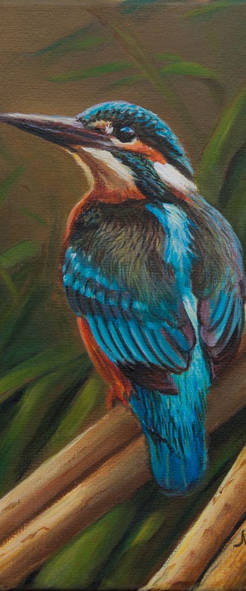 Kingfisher 3 by Norma Beatriz Zaro
