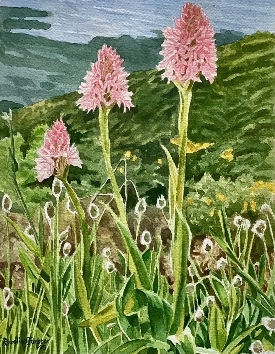 Botanical Watercolour By Rosalind Forster, 11 X 13", Wild Orchids Spetses, Original Artwork