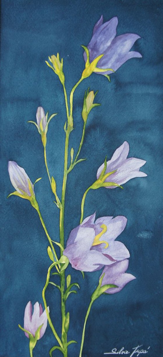 Campanula