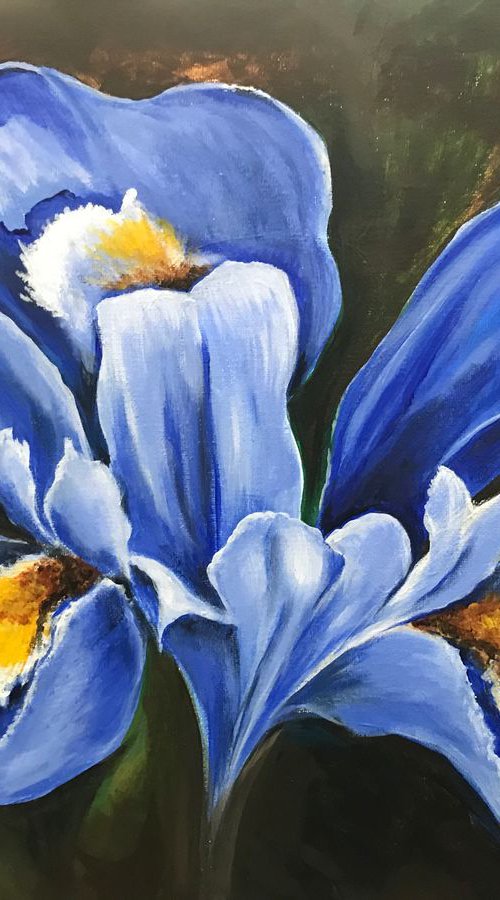 Spring Iris by Carolyn Shoemaker (Soma)