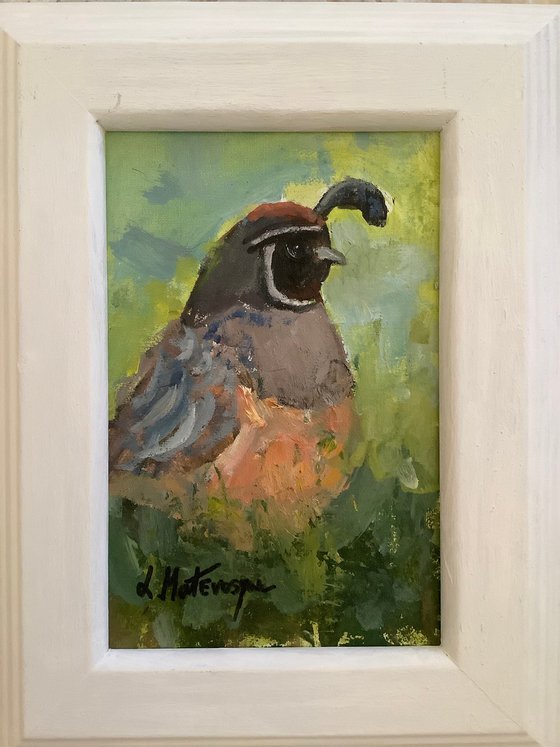 Quail Visitor