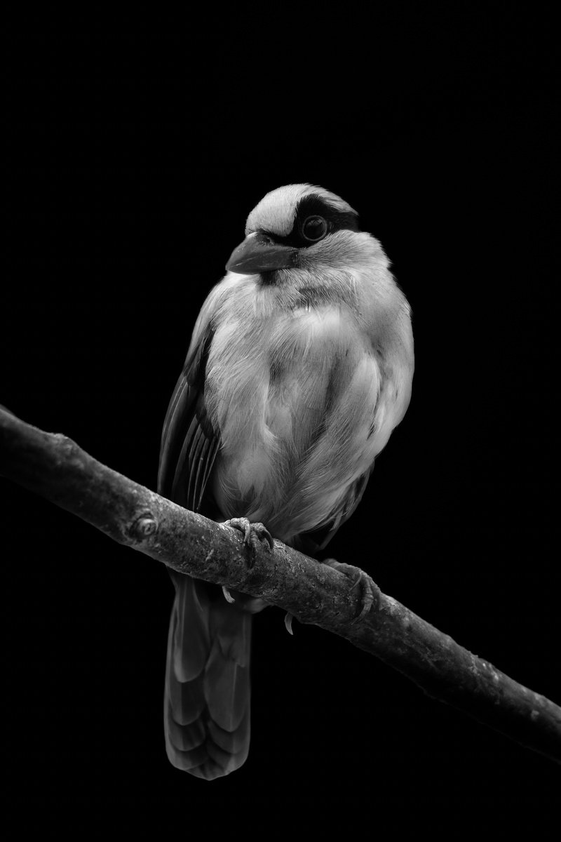 Animal Photograph By Paul Nash, 16 X 24", Javen Green Magpie, Original Artwork