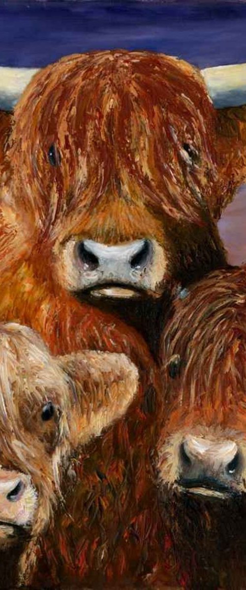 Highland Cattle by Gillian Coates