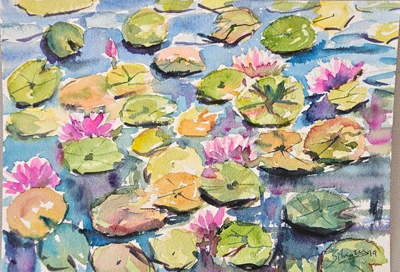 Water lilly pond II