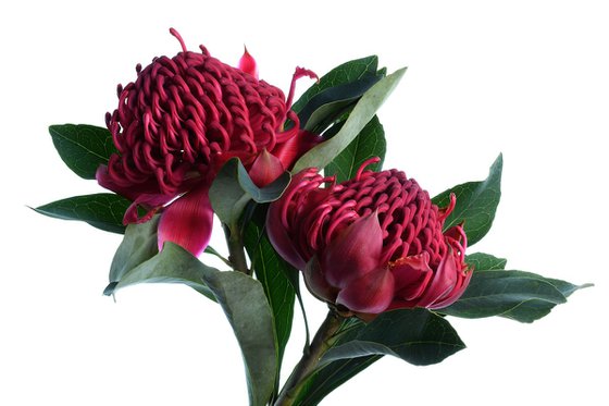 Red Waratahs