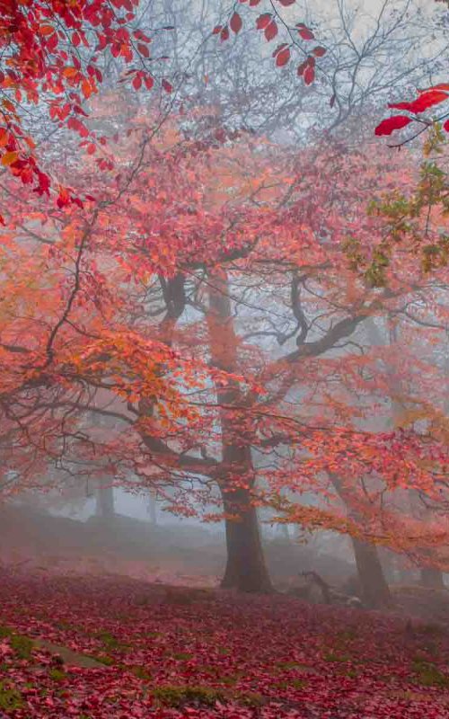 Autumn Beech - A3 by Ben Robson Hull