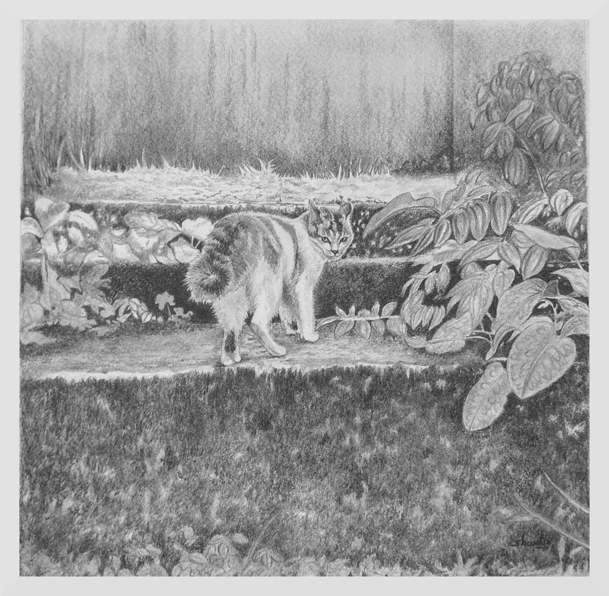 Photorealistic Animal Pencil Drawing By Shweta Mahajan, 10 X 10", Cat In The Garden, Original Artwork