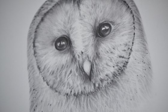 Barn Owl #2