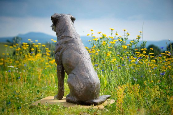 Sitting Sporting Labrador BR
