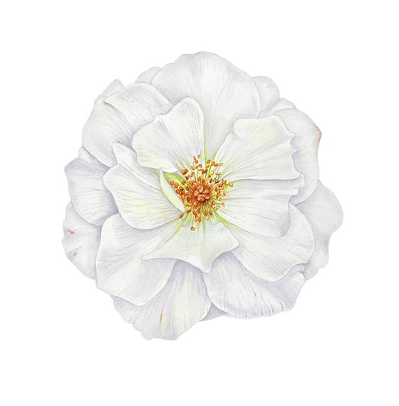 White rose.  Original watercolor artwork.