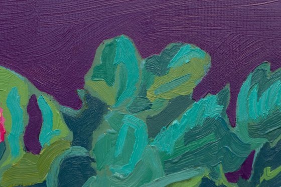 Holiday cactus