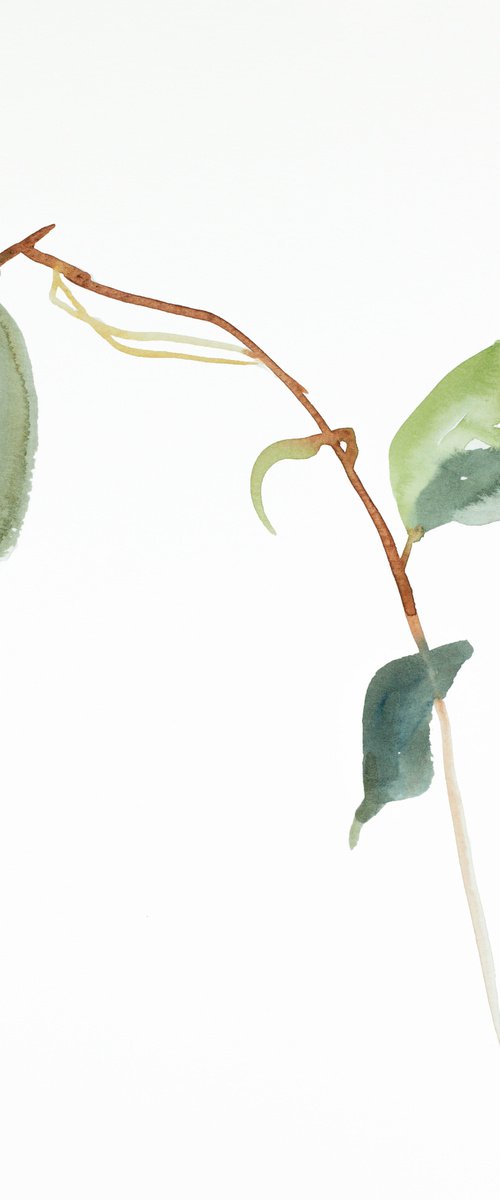 Plant Study No. 66 by Elizabeth Becker