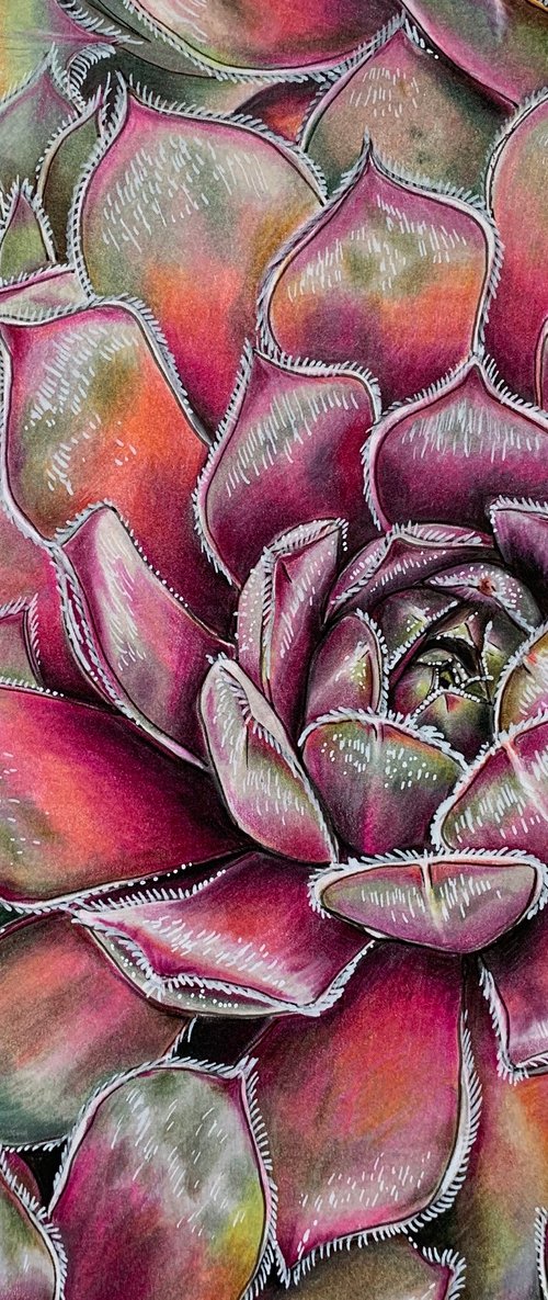 Vibrant succulents by Karen Elaine  Evans