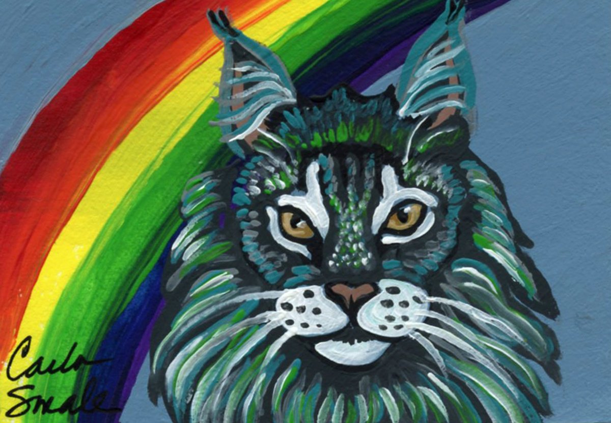 Rainbow Maine Coon Cat by Carla Smale