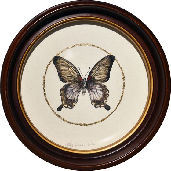 Butterfly in an Antique Convex Frame / Ink, Metallic Pigment, and Gold Leaf