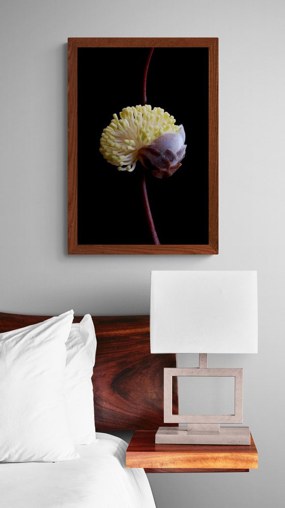 Hakea Blossoming