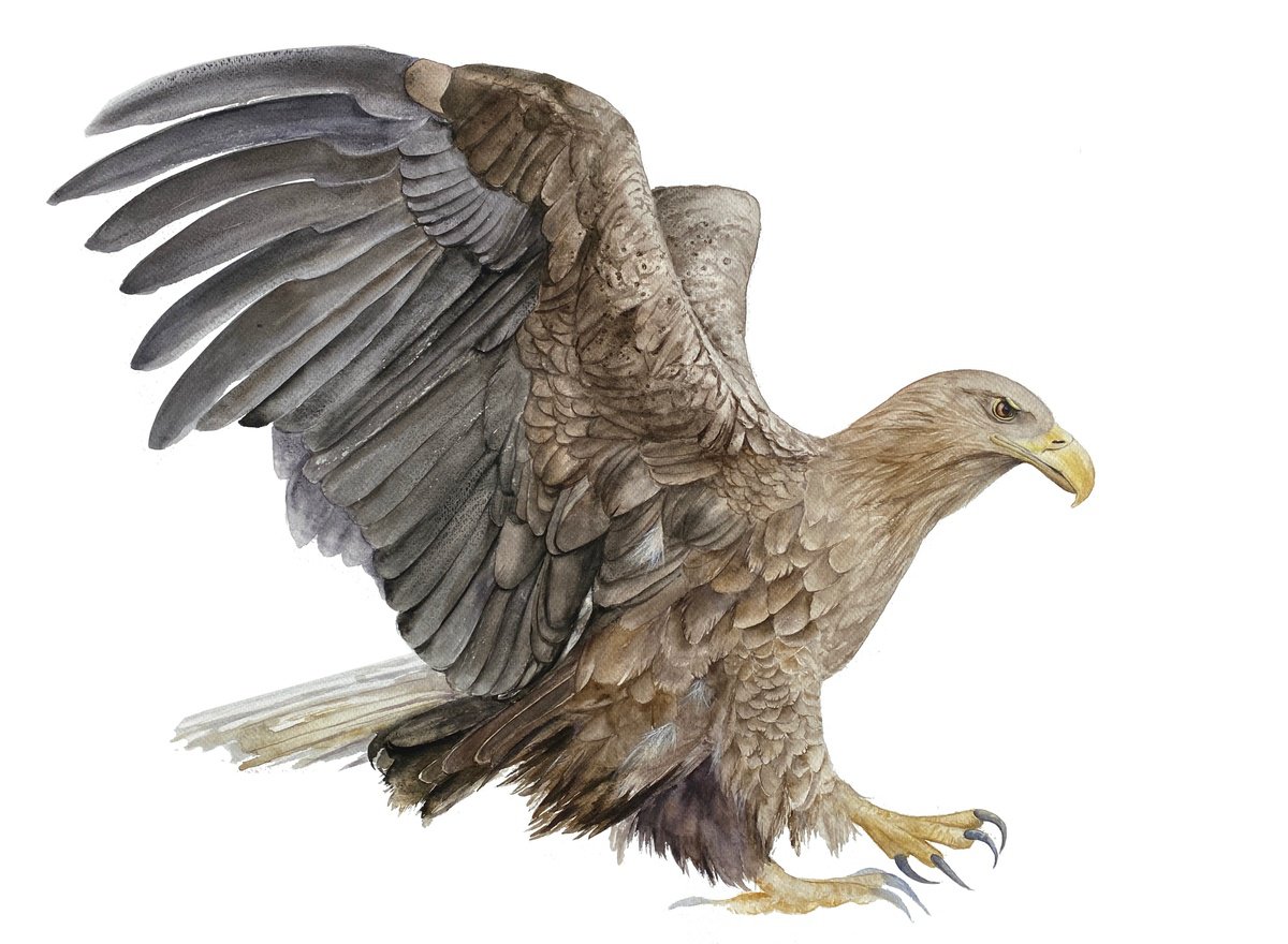 Photorealistic Animal Watercolour By Tetiana Savchenko, 28 X 20", Wings Of Majesty, White-Tailed Eagle With Outstretched Wings, Feathers Of Brown Shades Shine In The Sun, Artfinder