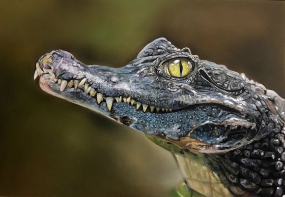 Alligator