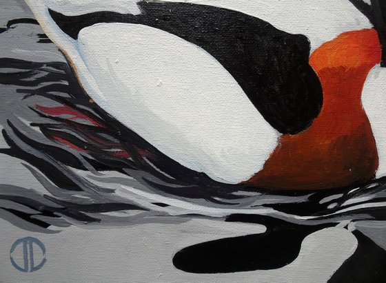 Shelduck And Coot On The Serpentine
