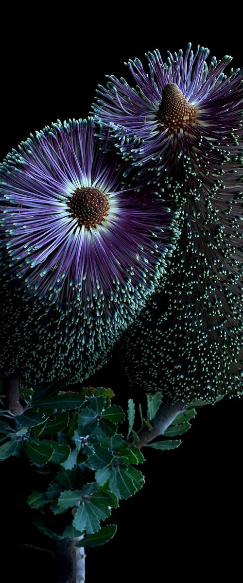 Purple Banksia Praemorsa by Nadia Culph