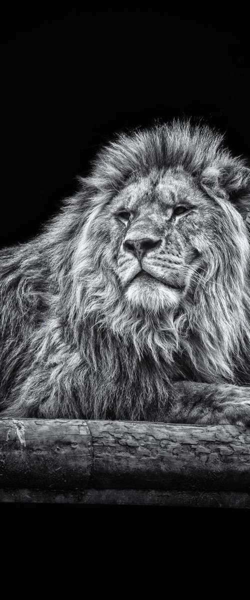 Proud Lion by Paul Nash