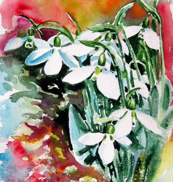 Snowdrops in my garden