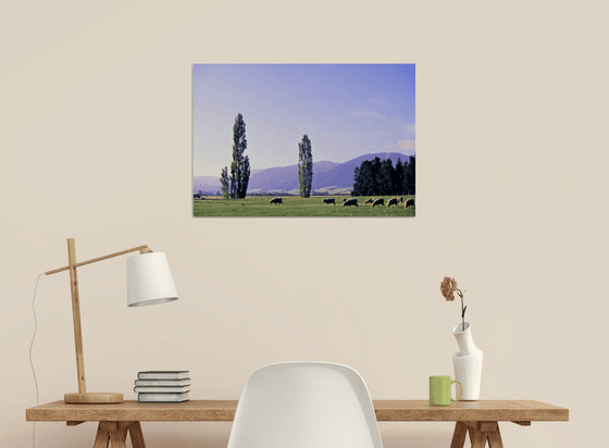 Grazing on the Canterbury Plain