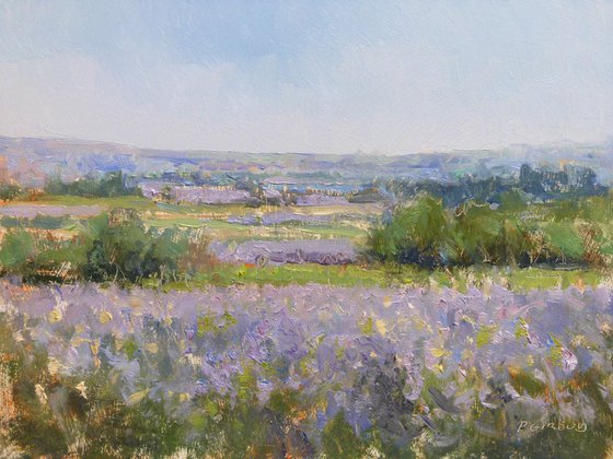 Lavender field near Valensole