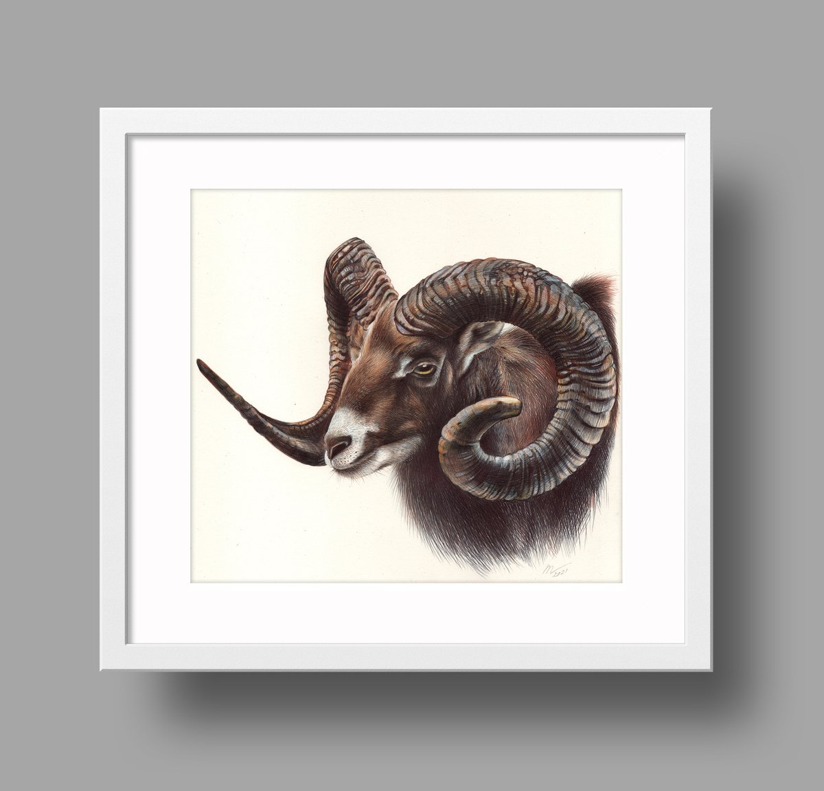 Photorealistic Animal Drawing By Daria Maier, 12 X 11, Mouflon, Original Artwork