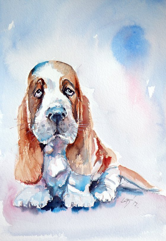 Basset hound puppy