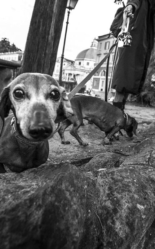 Dachshund by Chiara Vignudelli